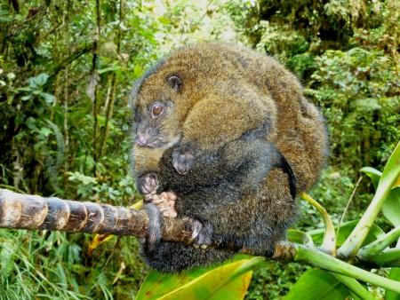Coppery Ringtail Pseudochirops cupreus Madang Province, Papua New Guinea